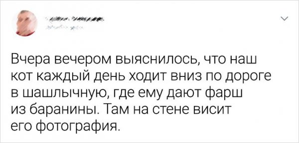 Подборка забавных твитов о домашних питомцах (20 фото)