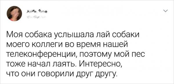 Подборка забавных твитов о домашних питомцах (20 фото)