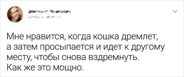 Подборка забавных твитов о домашних питомцах (20 фото)