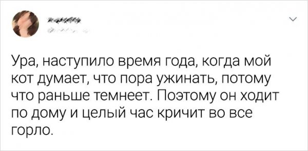 Подборка забавных твитов о домашних питомцах (20 фото)