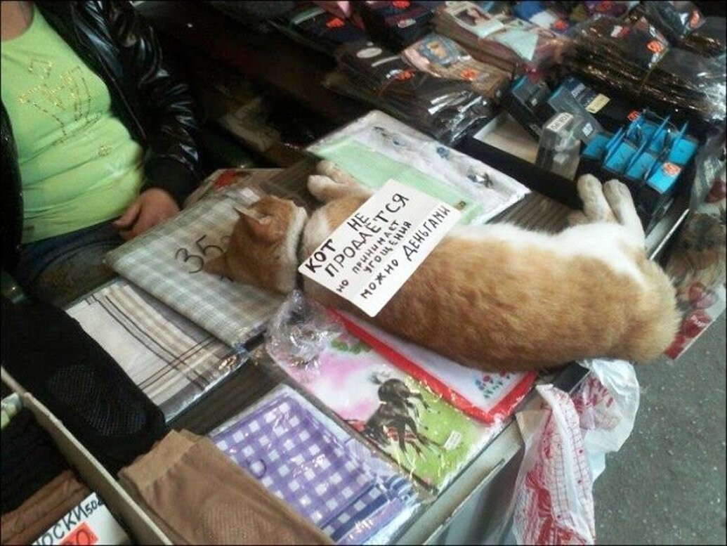 Кошачьи объявления для улучшения настроения (14 фото)