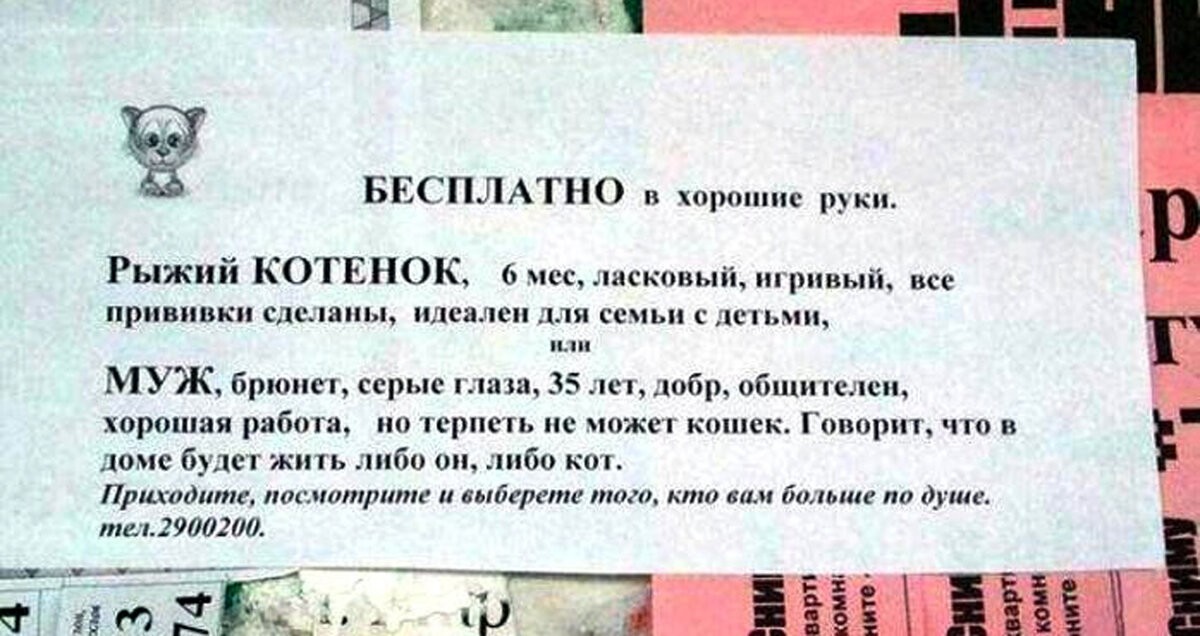Кошачьи объявления для улучшения настроения (14 фото)