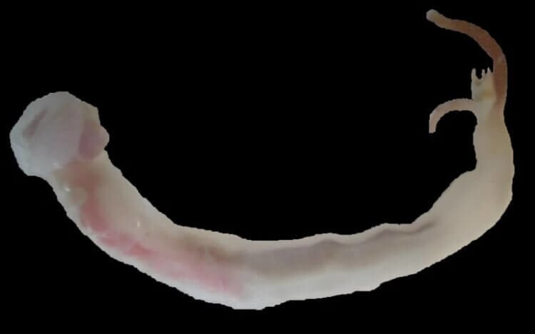 Почему корабельные черви — одни из самых загадочных животных в мире? (8 фото)