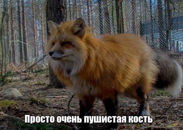 И снова смешные картинки (20 фото)