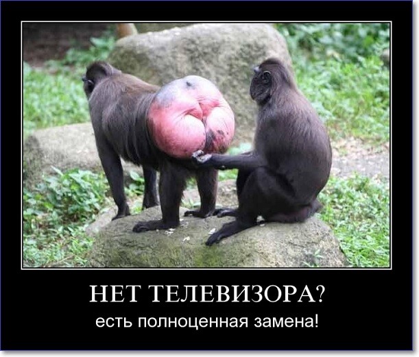 Прикольные демотиваторы