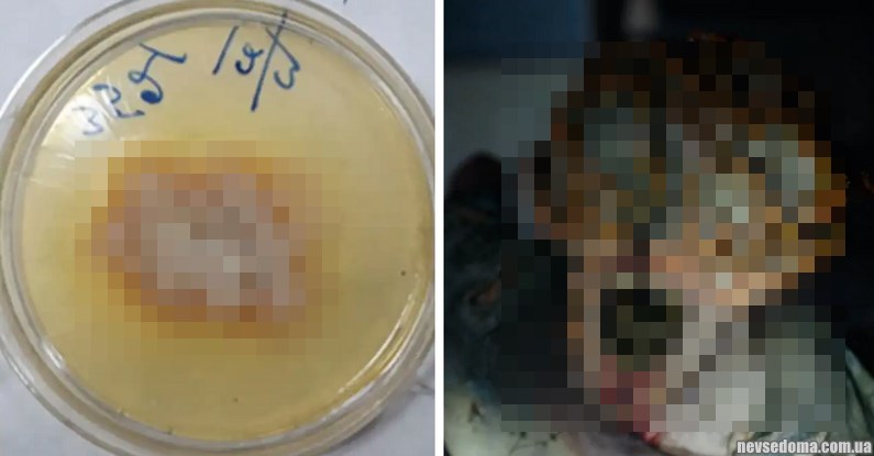 «Одни из нас. Начало»: в Индии грибок-убийца впервые в истории заразил человека (5 фото)