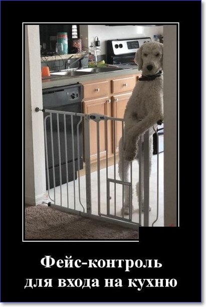 Забавные и очень смешные демотиваторы про девушек и не только