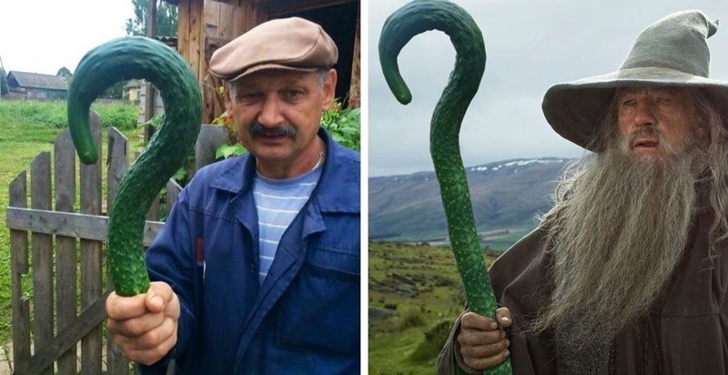 Мужчина показал свой огурец и стал героем мемов (16 фото)