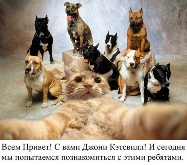 Как появились известные интернет-мемы (30 фото) Как появились известные интернет-мемы (30 фото)