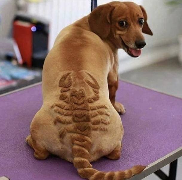 Подборка фото-приколов с надписями (89 фото)