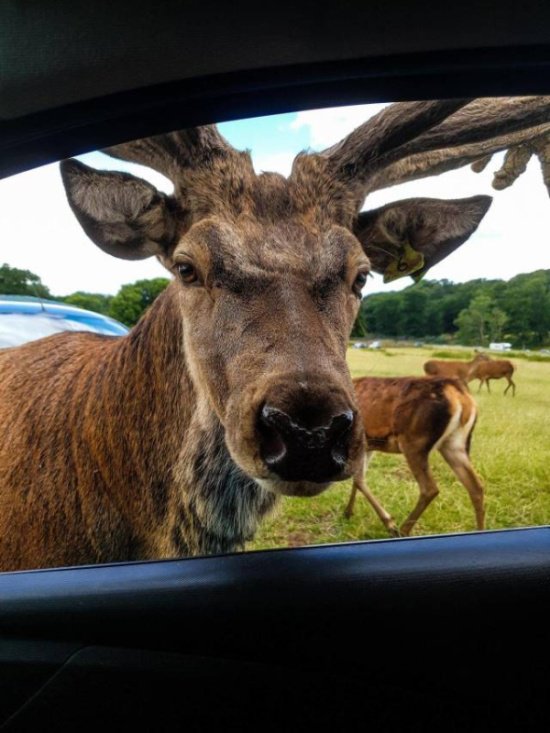 Подборка фото-приколов с надписями (89 фото)