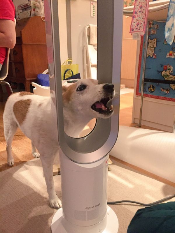 Подборка фото-приколов с надписями (89 фото)