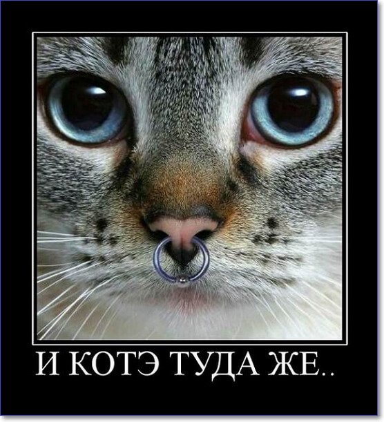 Забавные и очень смешные демотиваторы про девушек и не только