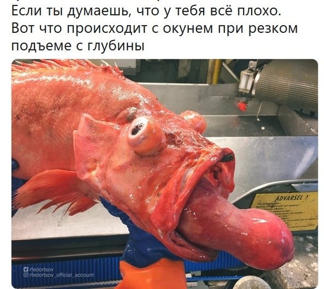 Мемы и смешные картинки без смысловой нагрузки (32 фото)