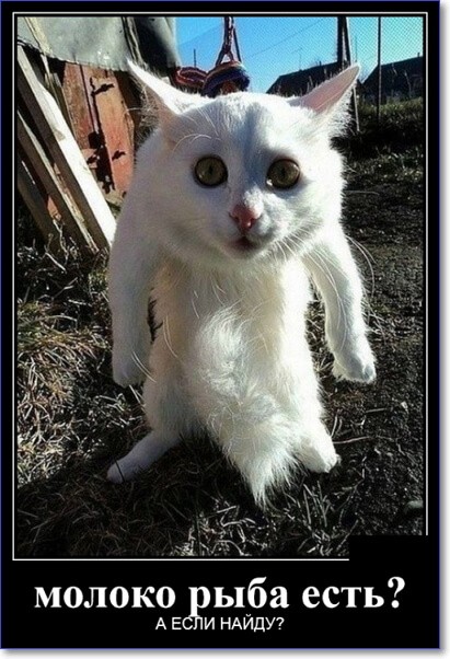 Прикольные демотиваторы, которые можно скачать Прикольные демотиваторы, которые можно скачать