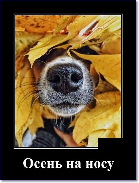 Забавные и очень смешные демотиваторы про девушек и не только