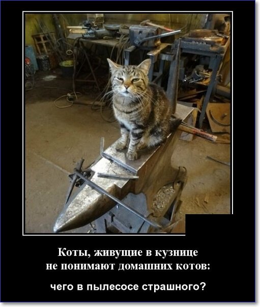 Забавные и очень смешные демотиваторы про девушек и не только