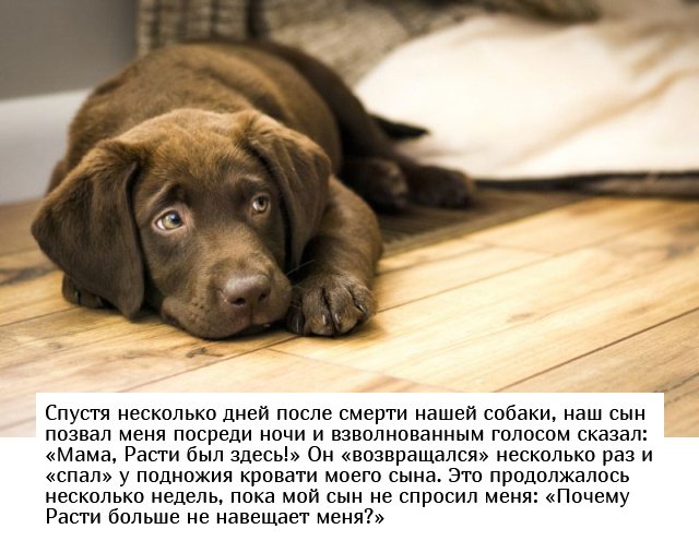 Родители о пугающих фразах детей (15 фото)