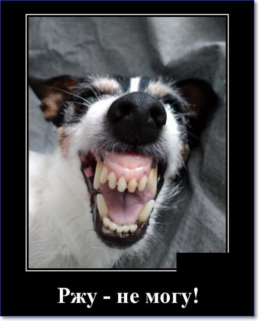 Забавные и очень смешные демотиваторы про девушек и не только