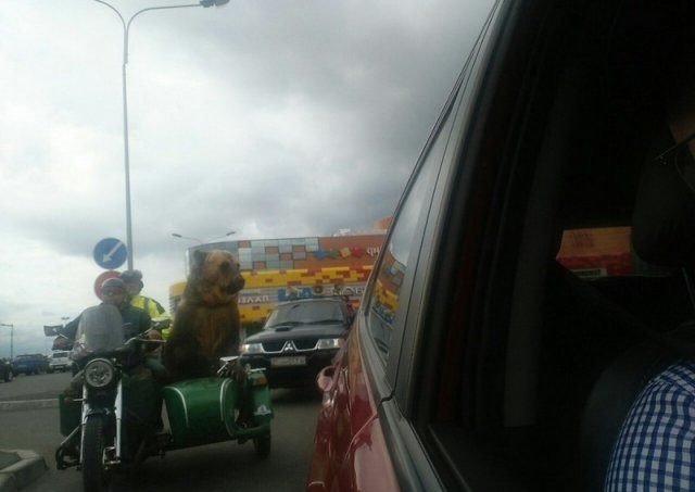 Подборка прикольных фотографий (86 фото)