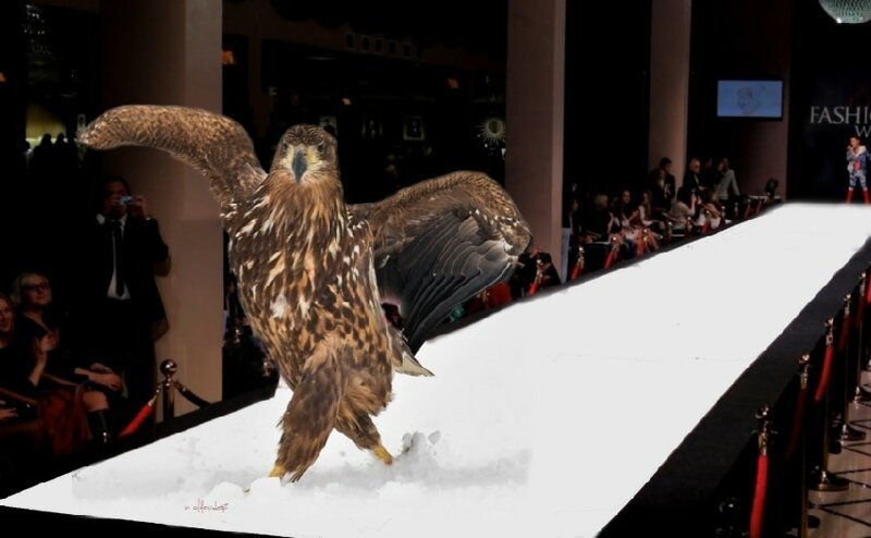 Орёл гордой походкой прошёлся по снегу и из-за этого стал главным героем битвы фотошоперов (15 фото)