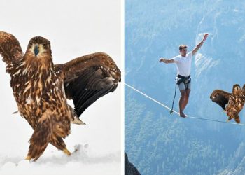 Орёл гордой походкой прошёлся по снегу и из-за этого стал главным героем битвы фотошоперов (15 фото)