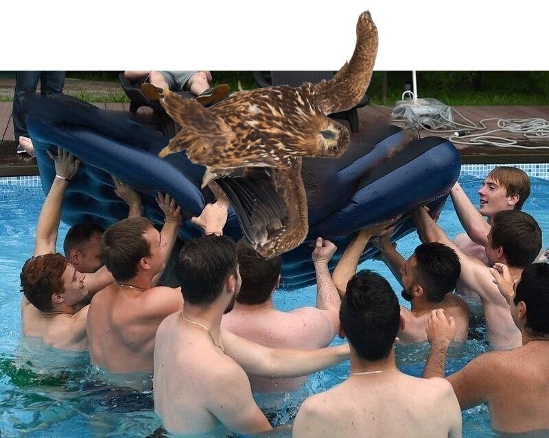 Орёл гордой походкой прошёлся по снегу и из-за этого стал главным героем битвы фотошоперов (15 фото)