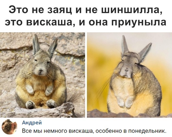 Новые мемы и скриншоты из социальных сетей (35 фото) Новые мемы и скриншоты из социальных сетей (35 фото)