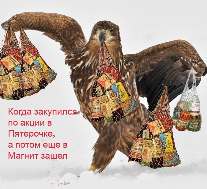 Орёл гордой походкой прошёлся по снегу и из-за этого стал главным героем битвы фотошоперов (15 фото)