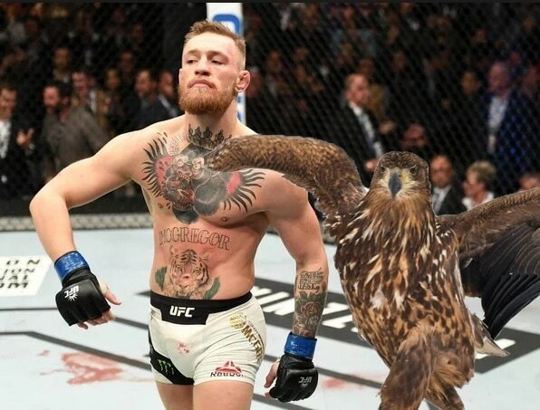 Орёл гордой походкой прошёлся по снегу и из-за этого стал главным героем битвы фотошоперов (15 фото)