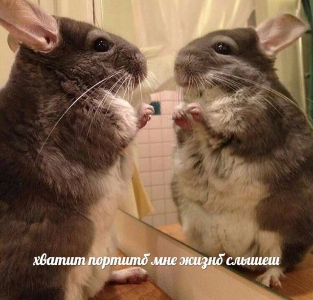 Странный юмор из соцсетей (33 фото)