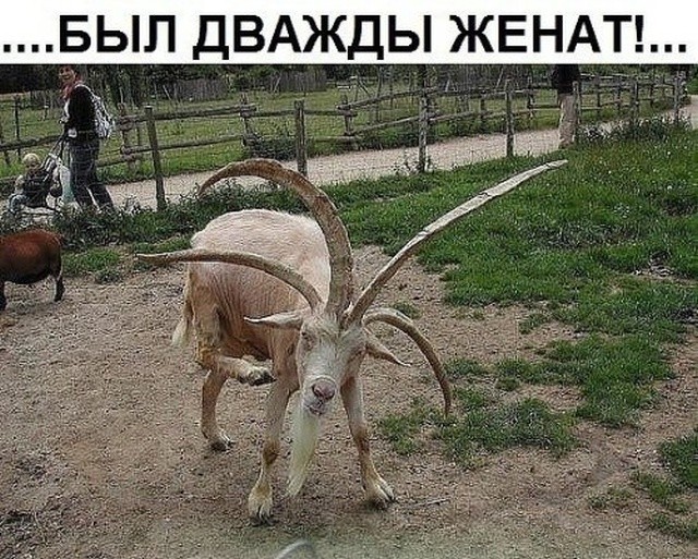 Подборка разных прикольных картинок (20 фото) Подборка разных прикольных картинок (20 фото)