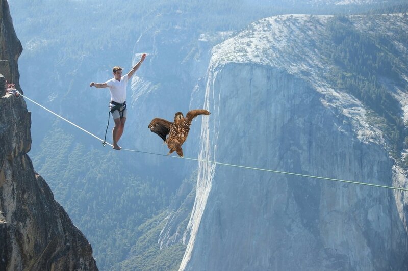 Орёл гордой походкой прошёлся по снегу и из-за этого стал главным героем битвы фотошоперов (15 фото)