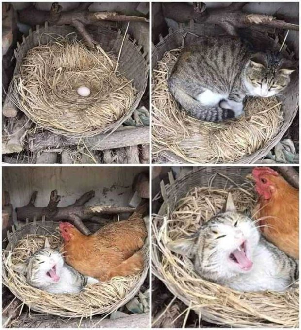 Пятничная подборка прикольных картинок, мемов и фото (43 шт.)