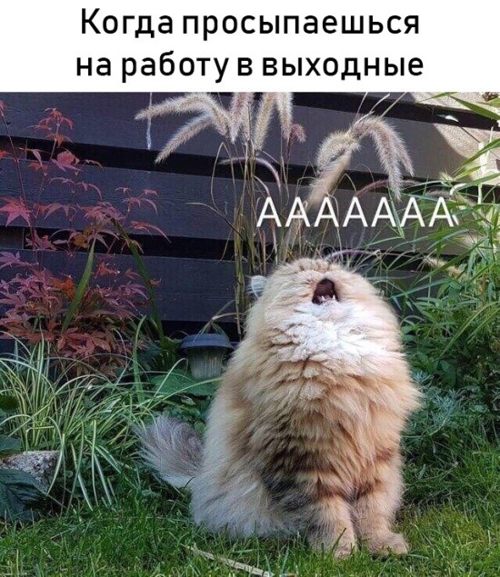 Подборка прикольных картинок, фото и мемов (20 фото)