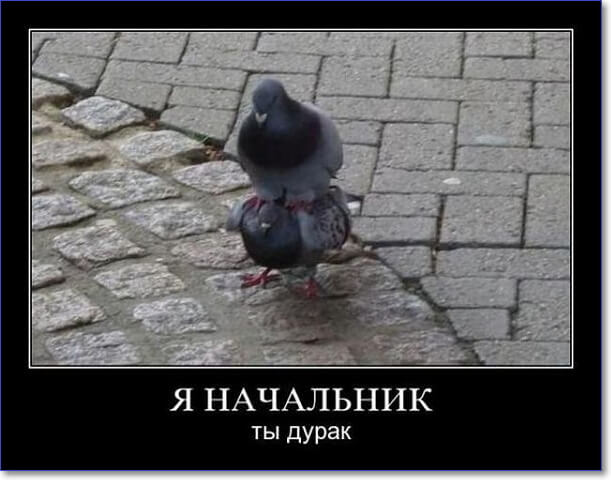 Прикольные демотиваторы