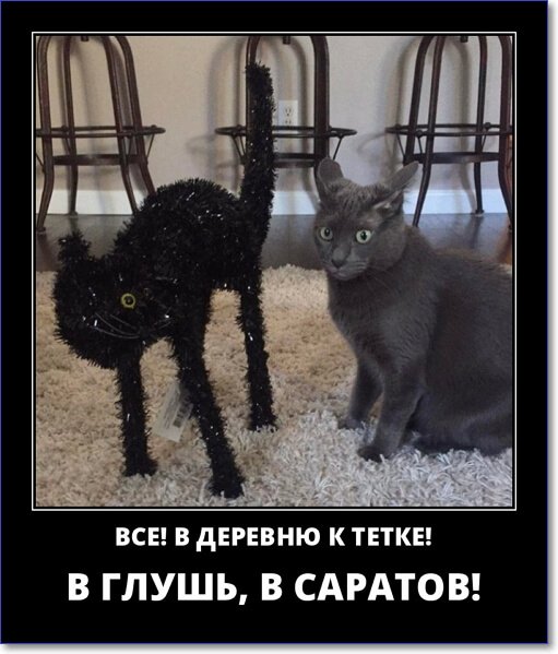 Забавные и очень смешные демотиваторы про девушек и не только