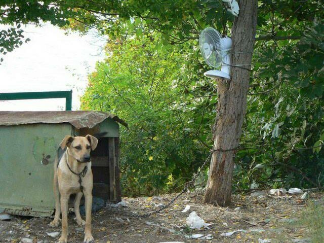 Приезжайте к нам в колхоз - куры, дуры и навоз (21 фото) Приезжайте к нам в колхоз - куры, дуры и навоз (21 фото)