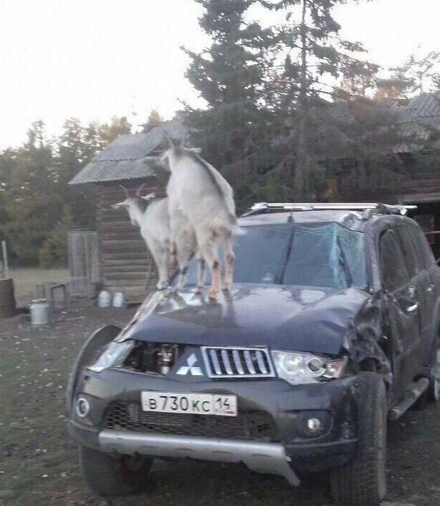 Приезжайте к нам в колхоз - куры, дуры и навоз (21 фото) Приезжайте к нам в колхоз - куры, дуры и навоз (21 фото)