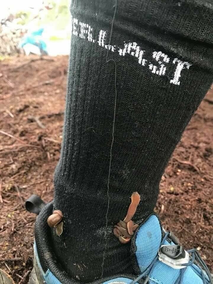 В тропических лесах туристов поджидают сухопутные пиявки (3 фото)