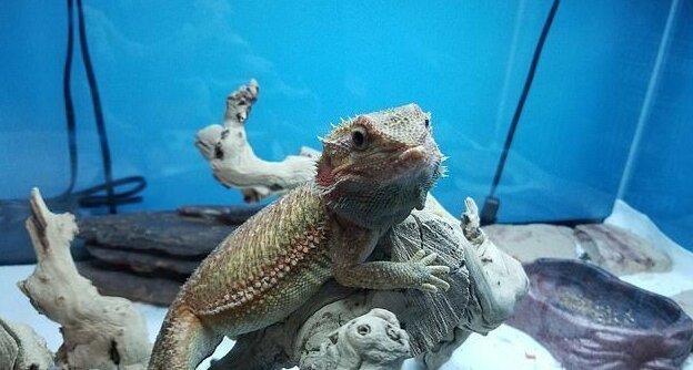 Неизвестный проник в дом американца и навел порядок (6 фото + 1 тянучка) Неизвестный проник в дом американца и навел порядок (6 фото + 1 тянучка)