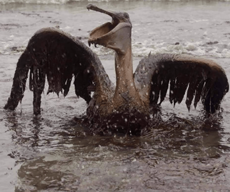 Доказательства того, что человек не заслужил нашу Планету (16 фото)