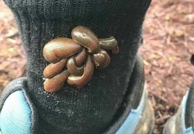 В тропических лесах туристов поджидают сухопутные пиявки (3 фото)