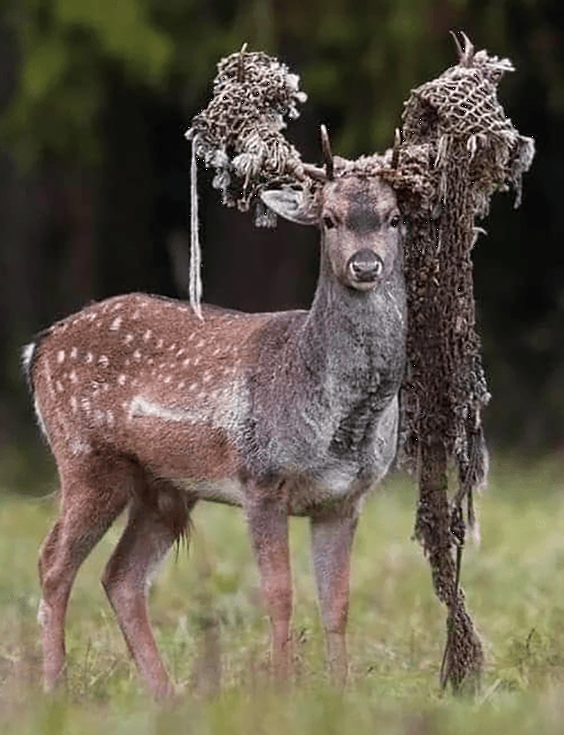 Доказательства того, что человек не заслужил нашу Планету (16 фото)