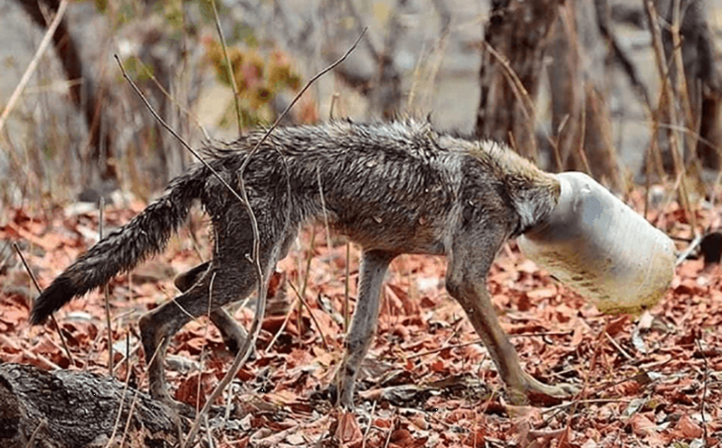 Доказательства того, что человек не заслужил нашу Планету (16 фото)