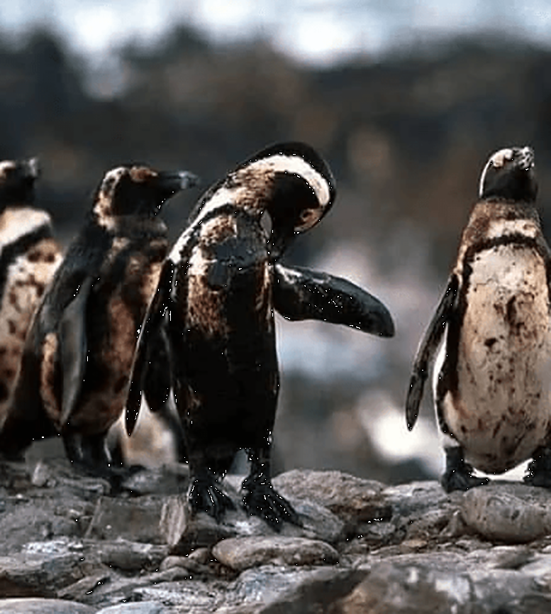 Доказательства того, что человек не заслужил нашу Планету (16 фото)