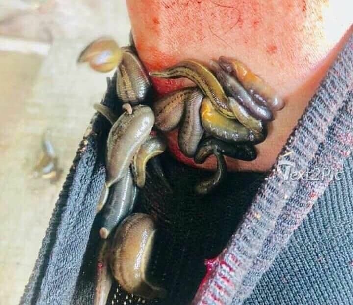 В тропических лесах туристов поджидают сухопутные пиявки (3 фото)