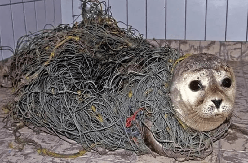 Доказательства того, что человек не заслужил нашу Планету (16 фото)