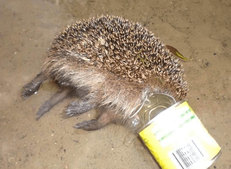 Доказательства того, что человек не заслужил нашу Планету (16 фото)