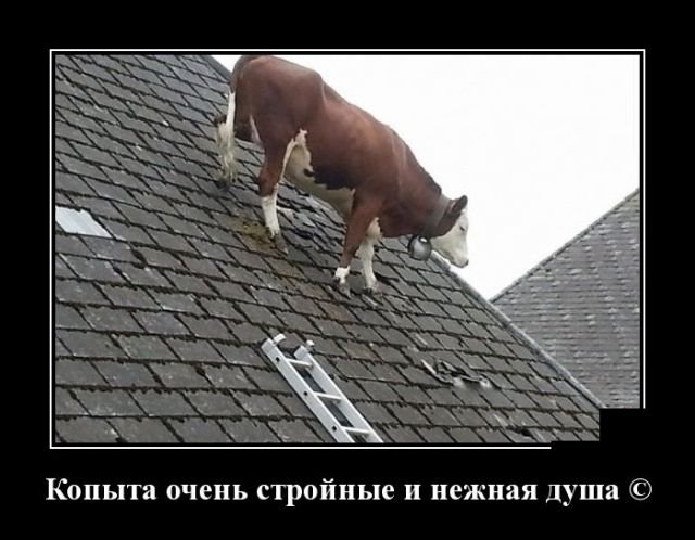 Смешные демотиваторы про жизнь (30 фото) Смешные демотиваторы про жизнь (30 фото)